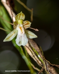 Leochilus crocodiliceps