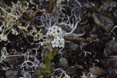 Myosotis asiatica