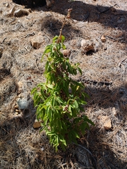 Cistus symphytifolius