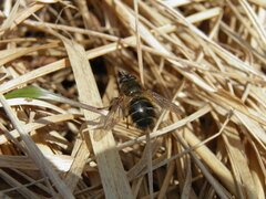 Tachina ursina