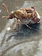 Penthobruchus germaini