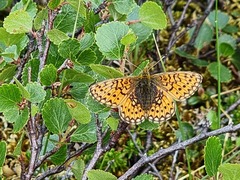 Boloria eunomia