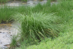 Carex vesicaria