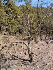 Chamaecytisus prolifer