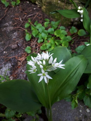 Allium ursinum