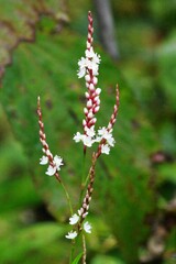 Persicaria glabra