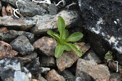 Campanula lasiocarpa