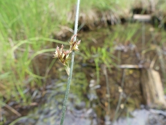 Juncus balticus