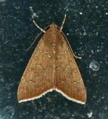 Anomis illita