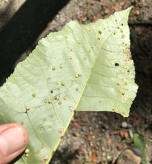 Caryomyia conoidea
