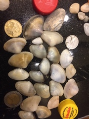 Donacidae