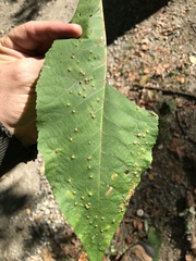 Caryomyia conoidea