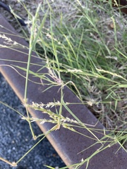 Cynodonteae