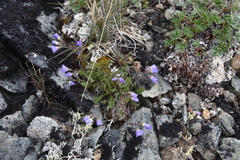 Polemonium pulcherrimum