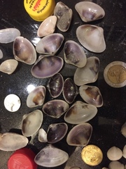 Donacidae