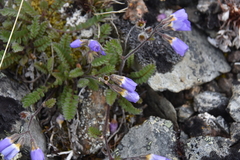 Polemonium pulcherrimum