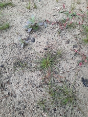 Eleocharis ovata