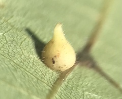 Caryomyia conoidea