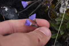 Polemonium pulcherrimum