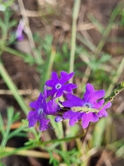 Glandularia aristigera