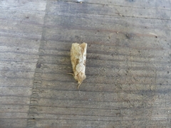 Korscheltellus gracilis