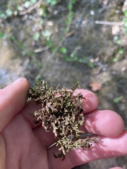 Frullania nisquallensis