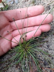 Eleocharis ovata