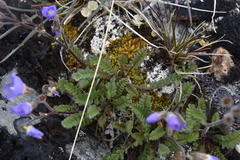 Polemonium pulcherrimum