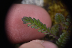 Polemonium pulcherrimum