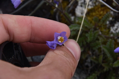 Polemonium pulcherrimum