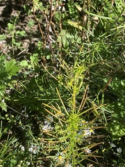 Asclepias verticillata