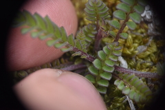 Polemonium pulcherrimum