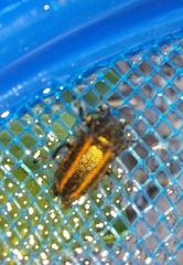 Astylus quadrilineatus