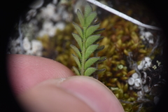 Polemonium pulcherrimum