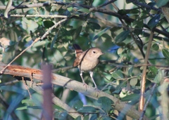 Luscinia megarhynchos
