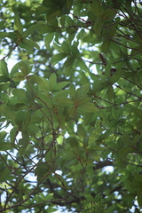 Quercus rysophylla
