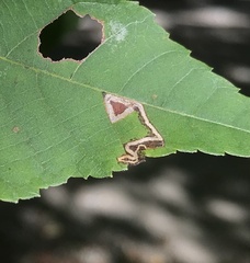Stigmella betulicola