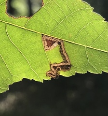 Stigmella betulicola