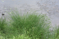 Carex kelloggii