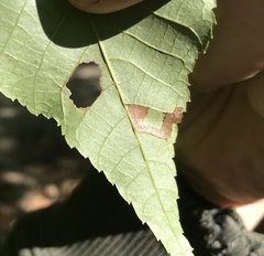Stigmella betulicola