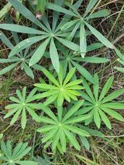 Lupinus polyphyllus