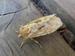 Korscheltellus gracilis