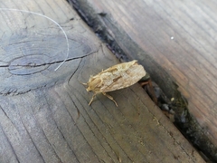 Korscheltellus gracilis