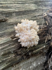 Hericium coralloides