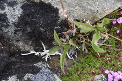Solidago multiradiata
