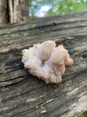 Hericium coralloides