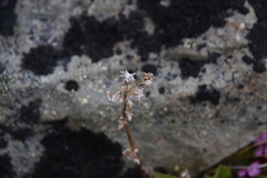 Solidago multiradiata