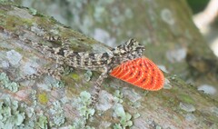 Anolis sulcifrons