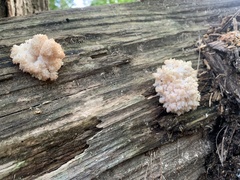 Hericium coralloides