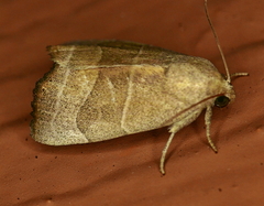 Bagisara rectifascia